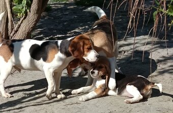 Beagle, bigel, bigl bez PP - 4