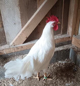 Leghorn - 4