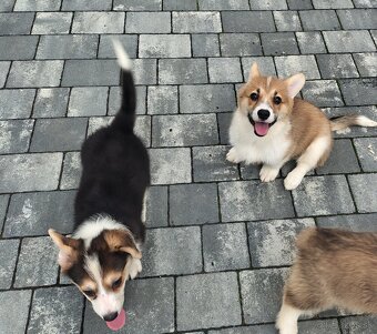 Welsh Corgi Pembroke - 4