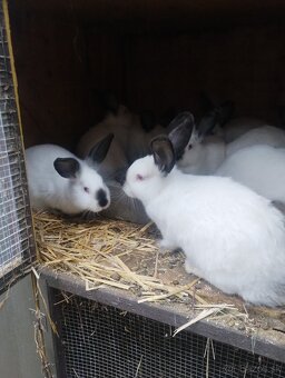 Kalifornsky kralik - 4