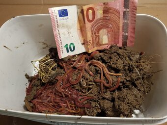 Predam Kalifornské Dážďovky 350ks len za 10€ - 4