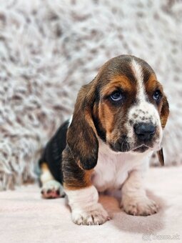 Basset hound , basset , baset - 4