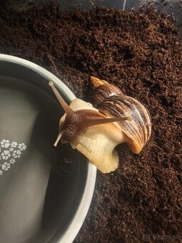 Africké slimáky - 4