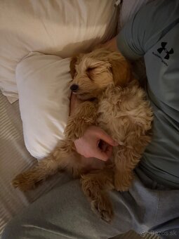 Golden doodle šteniatko - 4