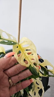 Monstera adansonii veriegata - izbova rastlina - 4