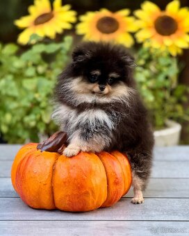 Pomeranian - 4