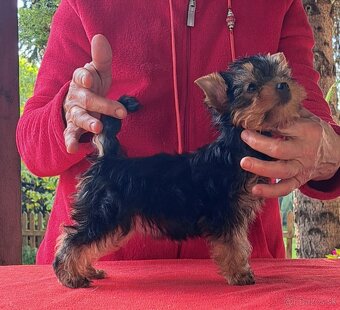 YORKSHIRE TERRIER - 4