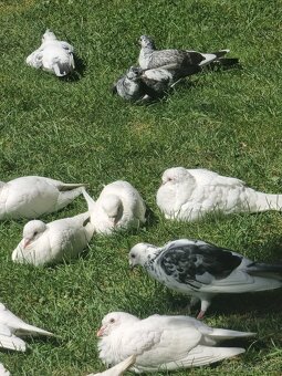 BIELE POŠTOVÉ HOLUBY - 4