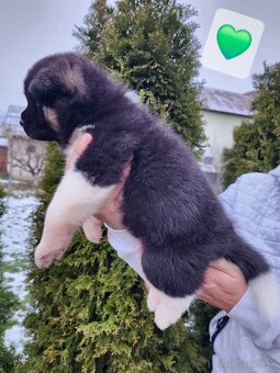 Americká akita s PP - 4