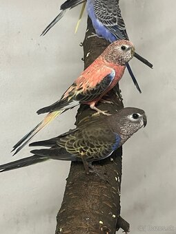 Neofemy búrkové prírodne , lutino , - 4