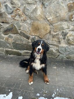 Bernský salašnícky pes - 4