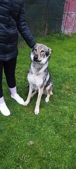 Československý vlčiak - 4