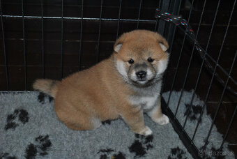 Shiba Inu- predaj šteniatok - 4