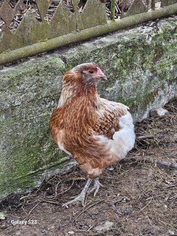 Predám nasadové vajíčka araucana - 4