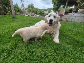 Zlaty retriever - 4