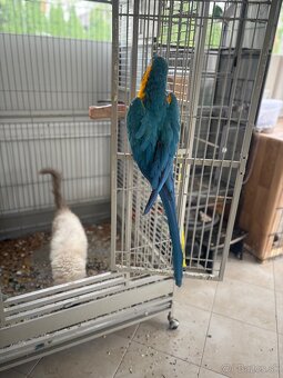 ARA ARARAUNA  samec - Teraz  zlava : -200,- EUR - 4