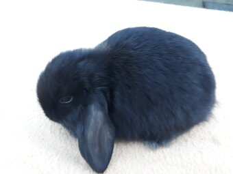 Zakrslý baranček - 4