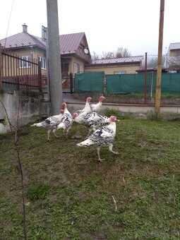 Moriak grolwický - 4