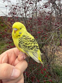 Andulka TCB mlada Maznačik - 4