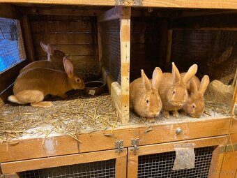 Burgundské králiky - 4