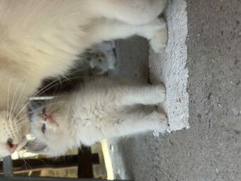 Predam cistokrvne Ragdoll maciatka - 4