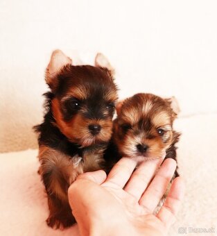 Yorkshire Terrier, York, Jork, Yorkshirsky teriér, šteniatka - 4