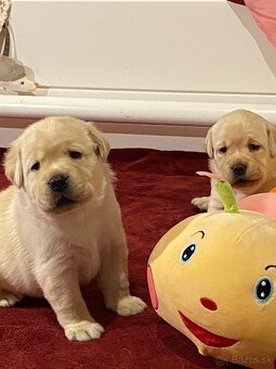 Labrador žlté šteniatka s PP - 4