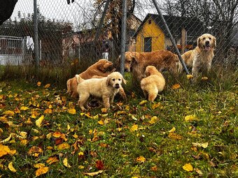 Zlatý retriver šteniatka - 4