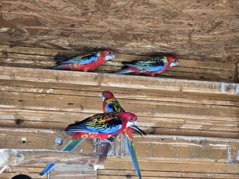 Rozela / rozela pestrá - 4