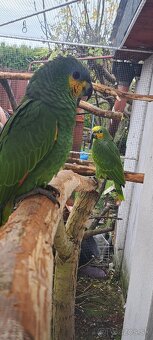 Predám samcov amazonana venezuelskeho - 4