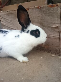 Predám králiky, zajace - 4