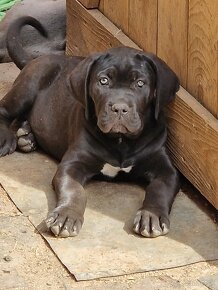 CANE CORSO šteniatka s PP (FCI) - 4