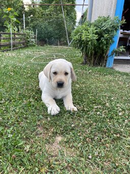 Labrador Šteniatko psík 11 týždňov - 4