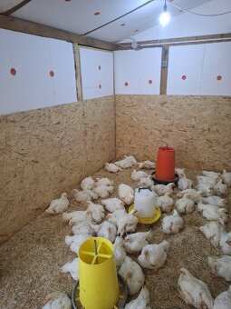 Brojlerove kurence - 4