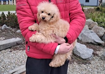 Predám psika toy pudel s pp FCI - 4