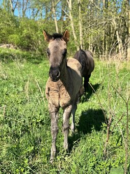 Grullo klisna American Quarter Horse v typu bull - 4