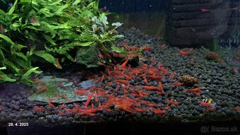 Neocaridina red cherry - 4