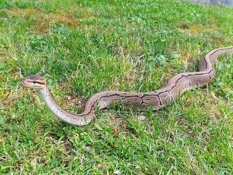 Pytón Kráľovsky / Python Regius - 4