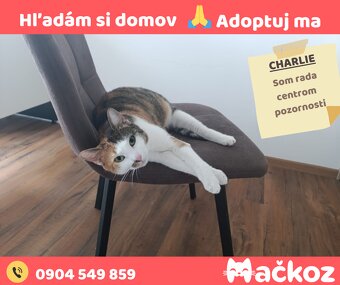 CHARLIE - Darujem mačku / Darujem mačičku - 4