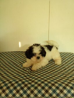 Shi-tzu,sicu,Shitzu - 4