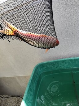 Koi kapre - 4