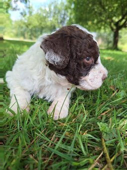 Lagotto romagnolo s PP (italský vodní pes) - 4