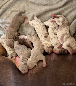 American Bully XL (Pitbull XXL) - 4