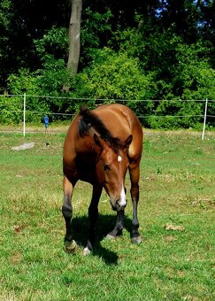 Quarter Horse 2,5 ročná kobylka - 4