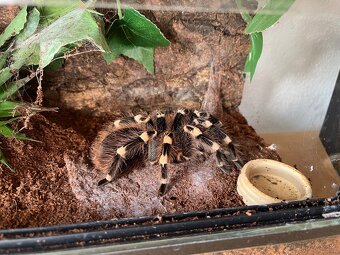 Regalis, vagans, geniculata, Metallica - 4