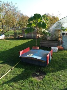 Semienka a podpniky Paulownie Shan Tong 100-kus - 4