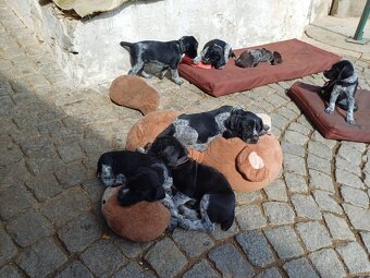 Štěňata německý drátosrstý ohař [stavač] - 4