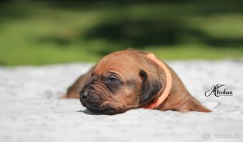 Rhodesian Ridgeback - 4