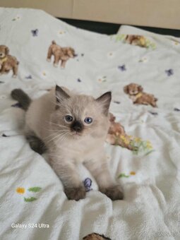 Ragdoll - 4