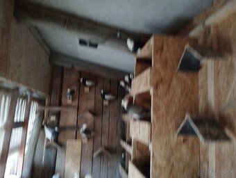 ANGLICKY.   PAVIK - 4